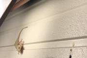 【画像】謎のトカゲ、ワイの家に出没ｗｗｗ