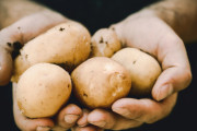 ジャガイモ「毒出します、安定した高温で調理できる環境がないと不味いです、栽培すると土が痩せます」