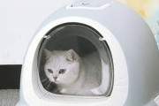猫、本当に臭かった