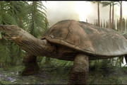 【画像】恐竜時代に生きた亀の先祖、デカすぎるｗｗｗｗｗｗｗｗｗｗｗｗｗｗｗｗｗｗｗｗｗｗｗｗｗｗｗｗｗｗｗｗｗｗｗ