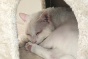 【画像】ワイのネッコ、スヤスヤwwwwｸﾞｯｽﾘ~
