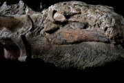 【古生物】奇跡の恐竜化石、世紀の大発見（画像あり
