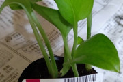ダイソーで観葉植物買えるのに買ってない奴は人生損しすぎでワロタ