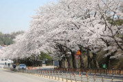 【韓国】 ソウル大公園4月の植物に、「王桜」選定。日本で始まった花と勘違いすることもあるが、我が国の固有種