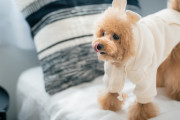 【研究】メス犬は人の能力を見極めて「有能な人」に近づくことが判明