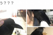 【悲報】Twitterまんさん、承認欲求のためにカラスの雛を誘拐したのがバレて炎上してしまう