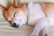 仔犬の睡眠時間wwwwwww