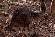 【福岡】エミュー、見つかる