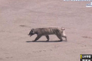【動画】アライグマさん、甲子園予選に飛び入り参加してしまうwwwwwwwwwwwwwww