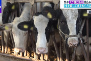 【酪農家の危機】元農水省官僚「農政の失敗。それを国民が負担」なぜ最大4万頭の乳牛の殺処分が必要?