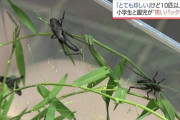 幼い兄妹が公園で「全身真っ黒なバッタ」を10匹以上捕獲　専門家も驚く　　　ゴルゴム…