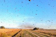 【蝗害】4千万匹のバッタ、アルゼンチンを南下　農作物に被害　1日で3万5千人分の食料に相当する農作物を食い荒らす