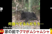 「びっくり！」自宅の前で子グマが「ムシャムシャ」食事して横になるリラックスモードで“2時間滞在”…猟友会が追い払うも「また来るかも」　秋田市