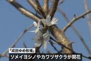 日本各地で桜が開花  [10/3]