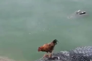 【動画】ワニさん、ニワトリにからかわれるｗｗｗｗｗｗ　-インド