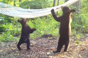 家の敷地に訪れるクマの親子にハンモックを用意したら…とっても楽しそうに遊ぶ姿にほっこり