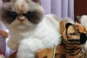 グランピー・キャットの二代目誕生か？台湾の不機嫌そうな顔をした猫が世界を魅了中