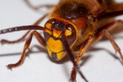 【アメリカ】「殺人スズメバチ」、米ワシントン州で初めて捕獲