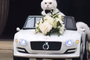 飼い主の結婚式に車に乗って颯爽と登場、リングベアラーを務めた猫