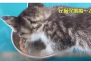 【悲報】猫拾いましたユーチューバーさん、月200人くらいいる