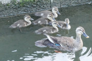 用水路にいたカルガモ親子　可愛かった（画像）