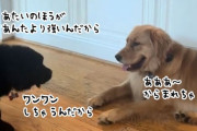 ゴールデンを挑発する子犬、だが仲裁しにきた犬の姿を見て態度一変！
