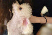 梅澤美波が佐藤楓の愛犬を愛でる【でんちゃん】【乃木坂46】