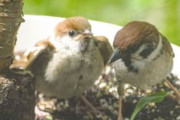 【話題】庭のスズメを半年間、お世話したら…母の日に思わぬ「恩返し」が