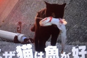 【画像】ネッコ「漁師のおっさんにお魚もらったやでｗ」