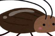 カブトムシ←うん…まあ触れるけど… ゴキブリ←イヤァァァァァ！！！！ ←なんで？