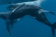 ザトウクジラの交尾の撮影に世界で初めて成功！研究者「ん？どっちもオスだな…」