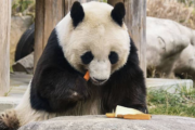 【動物園】神戸のパンダ、中国に返還へ