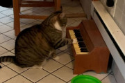 「飯はまだか？腹減った」ピアノを弾いて空腹の合図を出す猫（アメリカ）