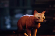 【朗報】猫ゲー『Stray』2022年のSteamゲーム史上最高評価を獲得！名作PC版『ゴッド・オブ・ウォー』を抜く