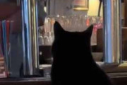 猫がバーのカウンターに座っていた。マスターいつもの！ → 猫は常連のようです…
