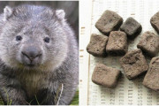 【画像】ウォンバットの、四角いうんちｗｗｗ