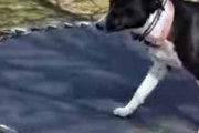 うちのイヌと庭のトランポリンで遊んでいた。私の手に静電気！ → 犬はこうした…
