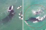 ザトウクジラの親子、人間が多いビーチに近づいてしまった結果 → サーファの大群の取り囲まれる