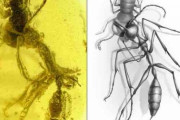 9900万年前のコハクに「食事中の古代アリ」を発見！ 現代アリにはない「クレーンゲームのような顎」がクール