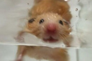 【虐待？】ハムスターをプールで溺れさせる動画が酷いと話題に
