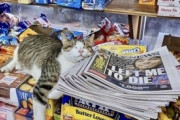 【ねこGIF】ドスンドスンと歩いてくるデッカい猫さん…ガタイはいいのに甘えん坊のご様子ですねwww