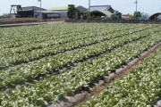 レタス農家だがやばい