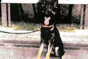 【悲報】行方不明者を捜索中の警察犬、行方不明に