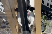 突如消えた犬を近隣住民がドローンで発見！13階の外壁から救出される