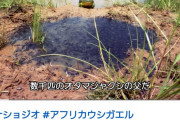 【注意喚起】ヒキガエルを舐めるな