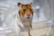 【画像】ワイのハムスター、スフィンクス化