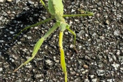 【画像】カマキリ、いたｗｗｗｗｗｗｗｗｗｗｗｗｗ