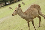 【息子が可愛すぎる】奈良公園にて鹿せんべいを買って息子(5才)に渡した結果…