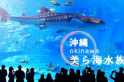 水族館で人知れず15年間飼育されていたイソギンチャク、実は新種だった！