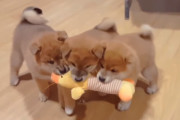 1つのオモチャを3匹で奪い合い！柴犬の子犬たちの可愛らしいオモチャ争奪戦